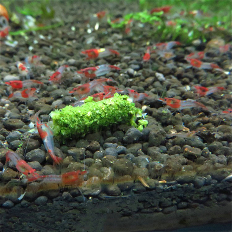 Square Turtle Feeding Ring wit - Aquarium Fish Food reseña y precio