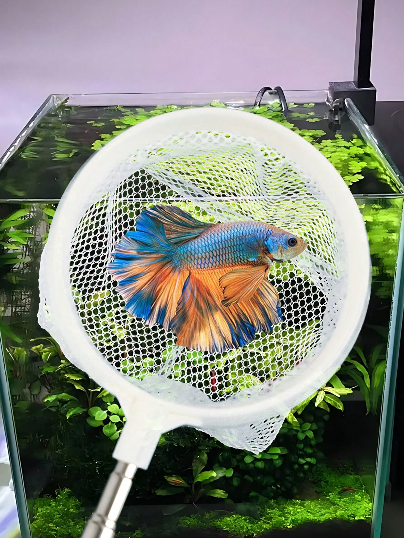 Aquarium Fish Net - a Retracta - Aquarium Fish Food reseña y precio