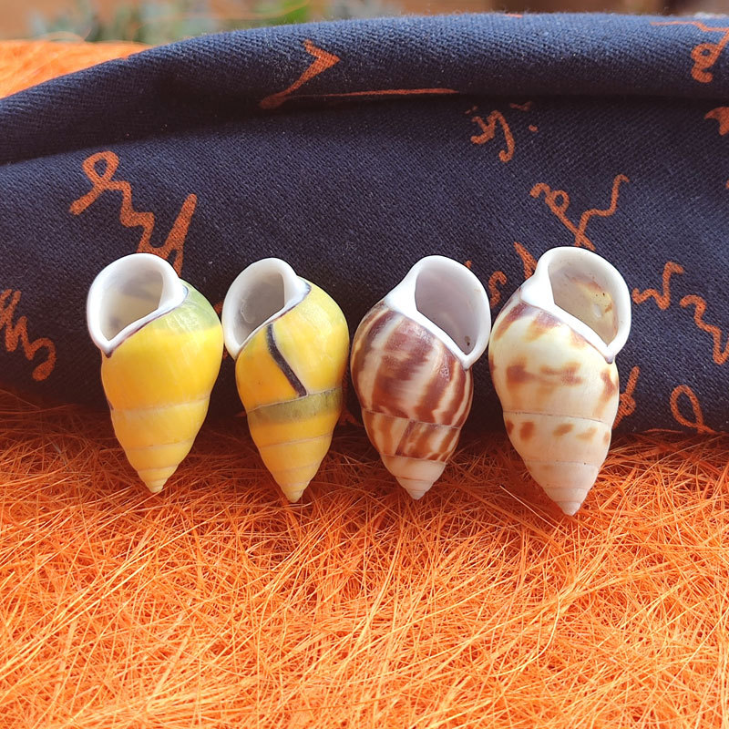 Rare Trochus Shell Aquarium Or - Aquarium Fish Yellow reseña y precio