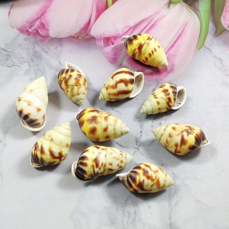 Rare Trochus Shell Aquarium Or - Aquarium Fish Yellow reseña y precio