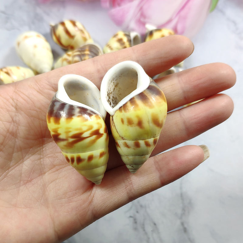 Rare Trochus Shell Aquarium Or - Aquarium Fish Yellow reseña y precio