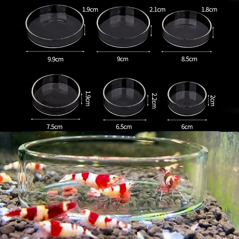 Shrimp Feeding Dish High Trans - Aquarium Fish Food reseña y precio