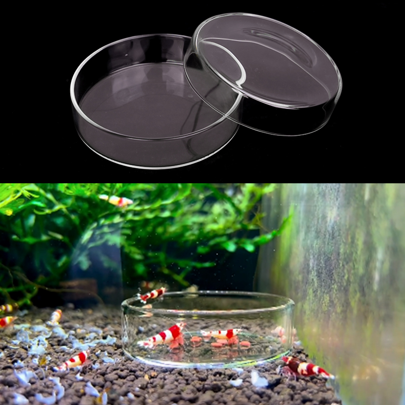 Shrimp Feeding Dish High Trans - Aquarium Fish Food reseña y precio