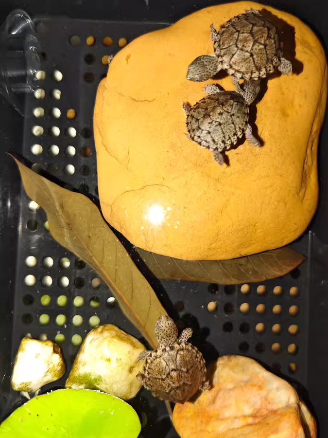 Natural Yellow Wax Stone Turtl - Aquarium Fish Yellow reseña y precio