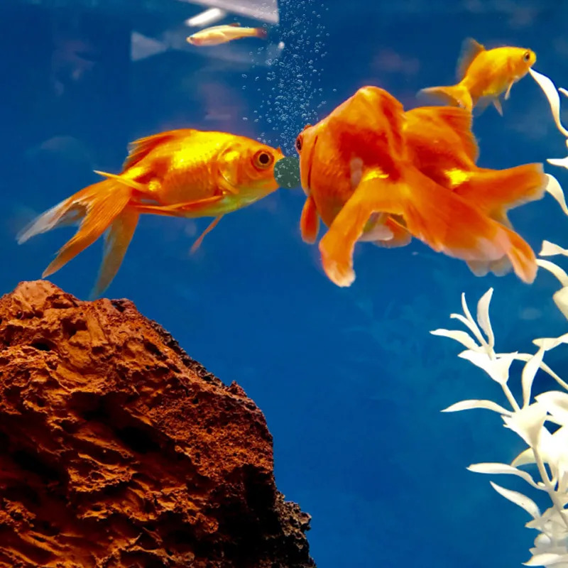 100-1500Pcs High-Purity Spirul - Aquarium Fish Food reseña y precio